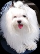 BICHÓN MALTÉS
